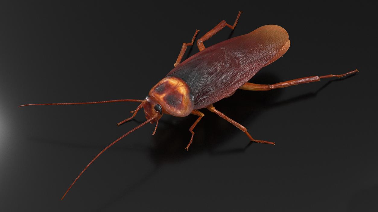 Animated Cockroach Creeps Rigged 3D