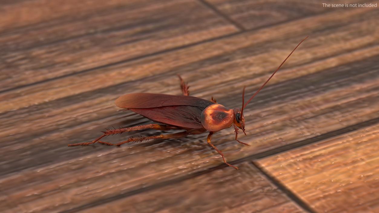 Animated Cockroach Creeps Rigged 3D