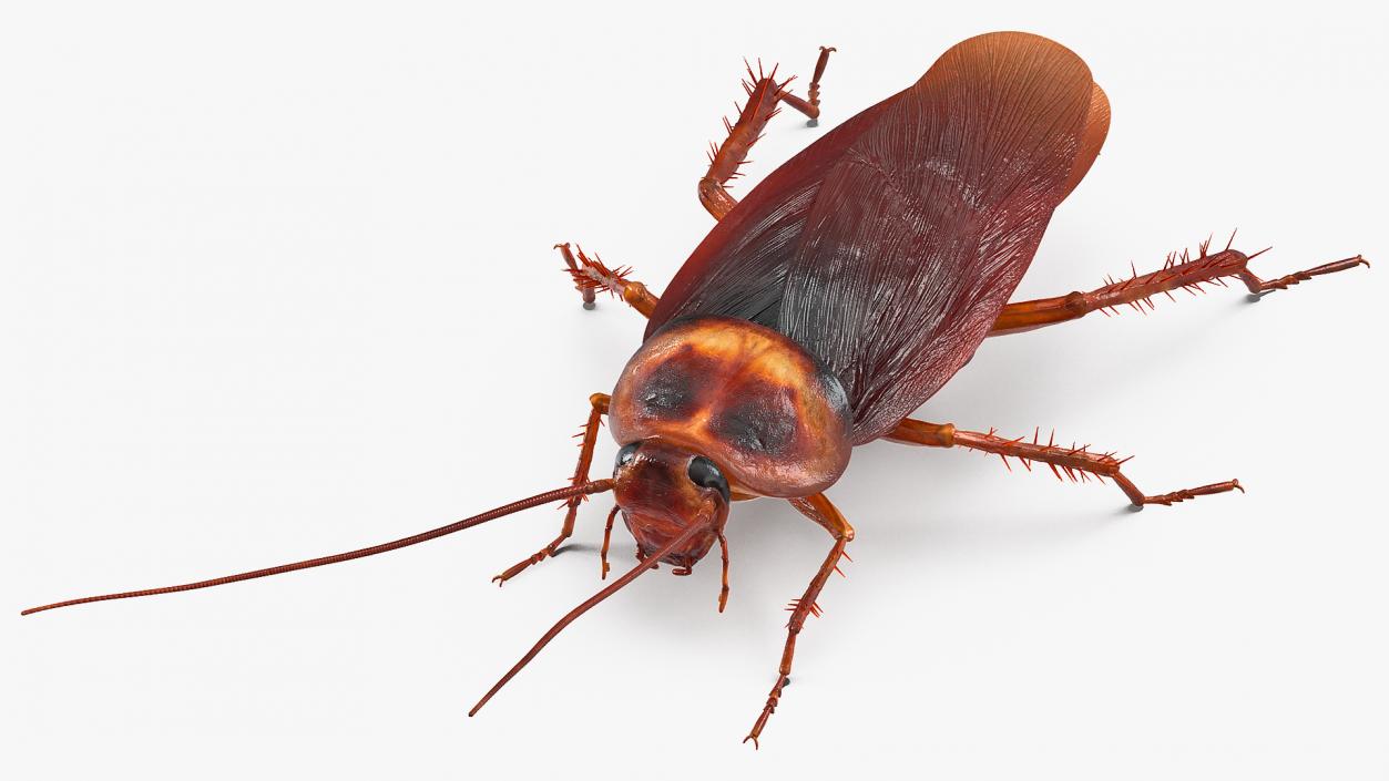 Animated Cockroach Creeps Rigged 3D