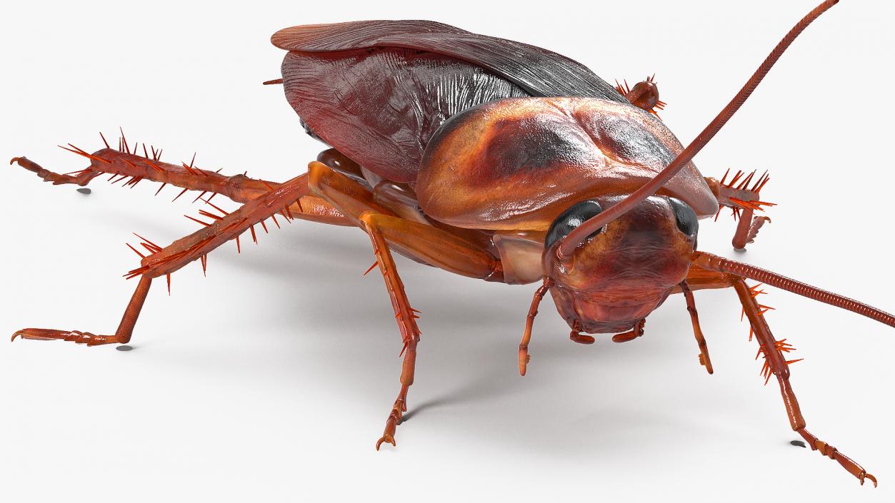 Animated Cockroach Creeps Rigged 3D