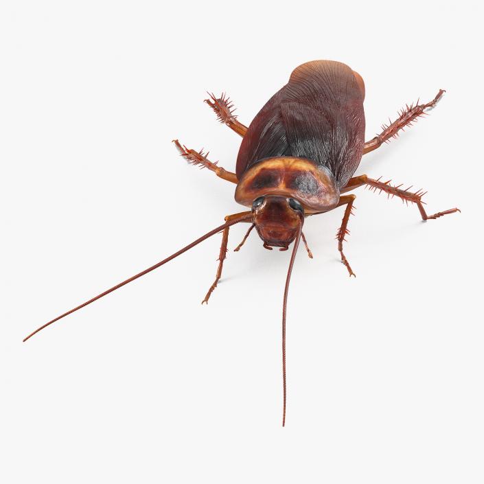 Animated Cockroach Creeps Rigged 3D