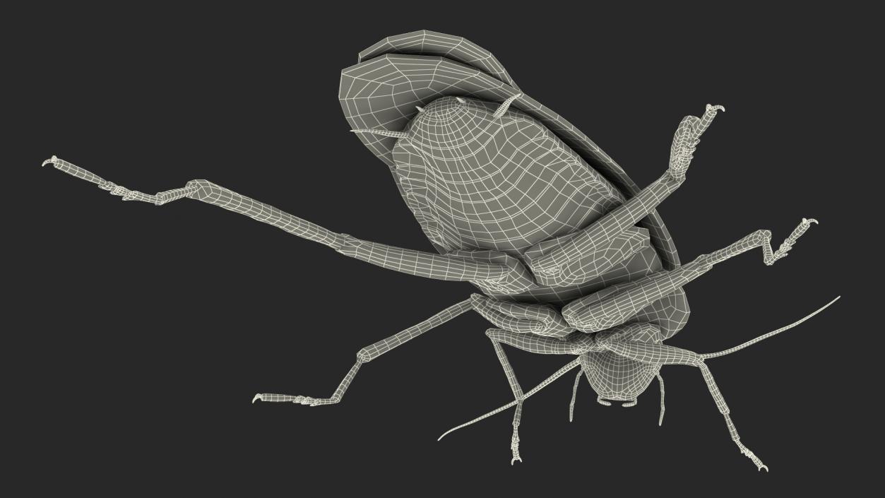 Animated Cockroach Creeps Rigged 3D