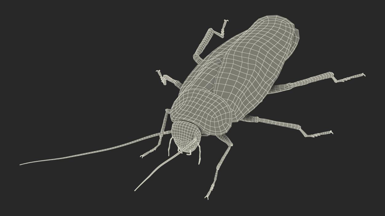 Animated Cockroach Creeps Rigged 3D