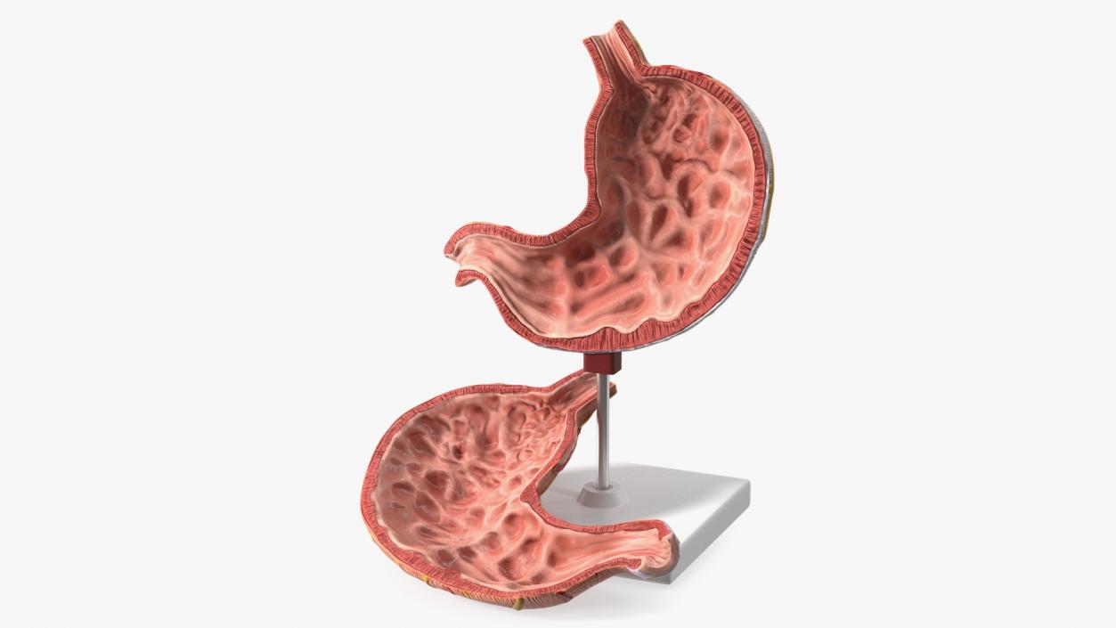 Stomach Medical Model Slice 3D