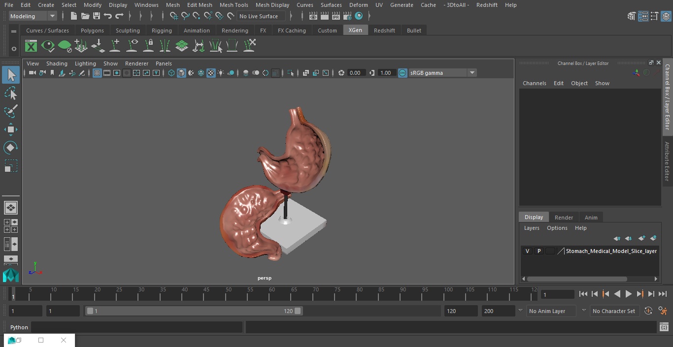 Stomach Medical Model Slice 3D