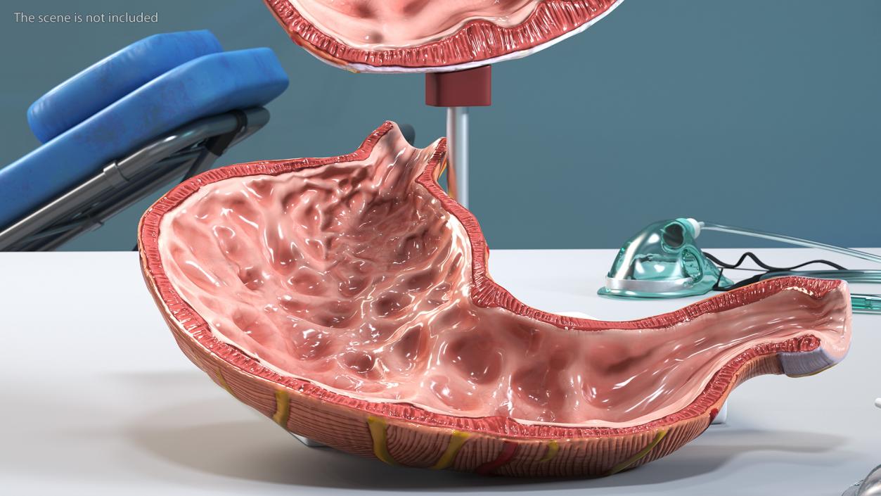 Stomach Medical Model Slice 3D