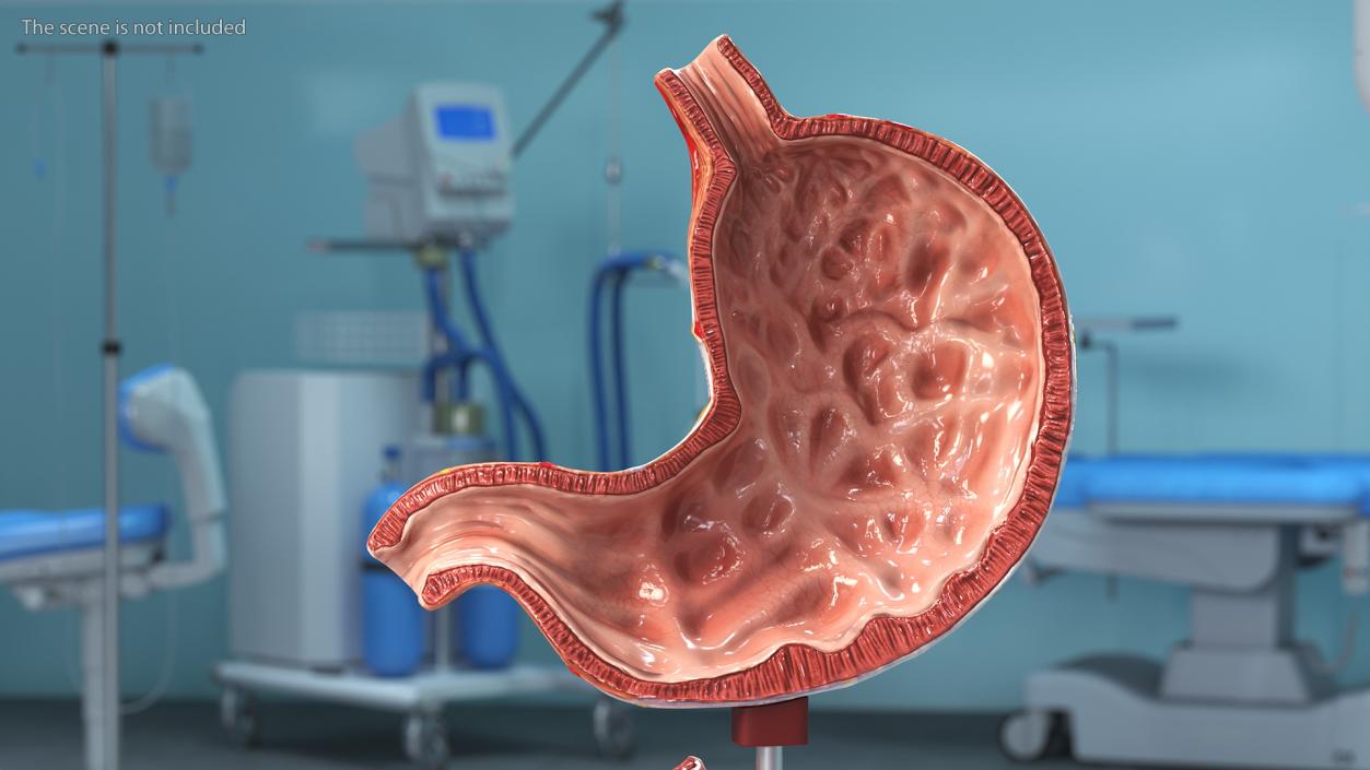 Stomach Medical Model Slice 3D