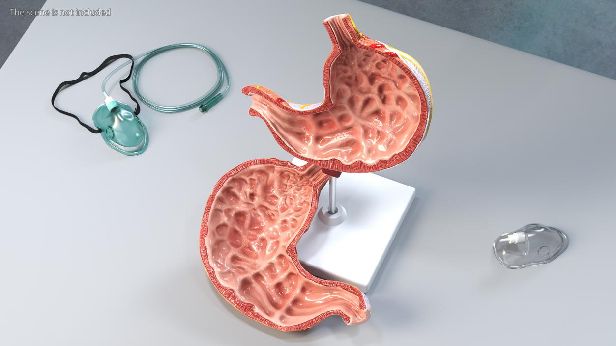 Stomach Medical Model Slice 3D