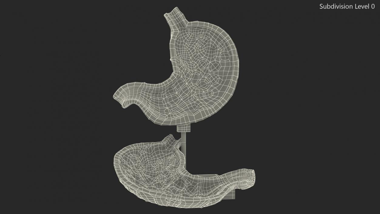 Stomach Medical Model Slice 3D