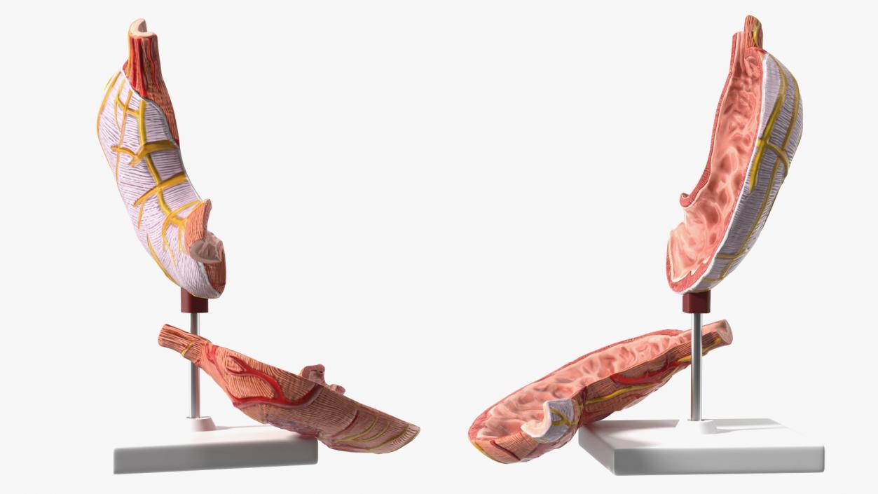 Stomach Medical Model Slice 3D