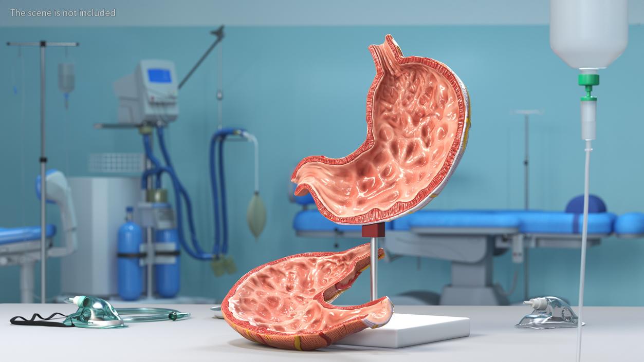 Stomach Medical Model Slice 3D