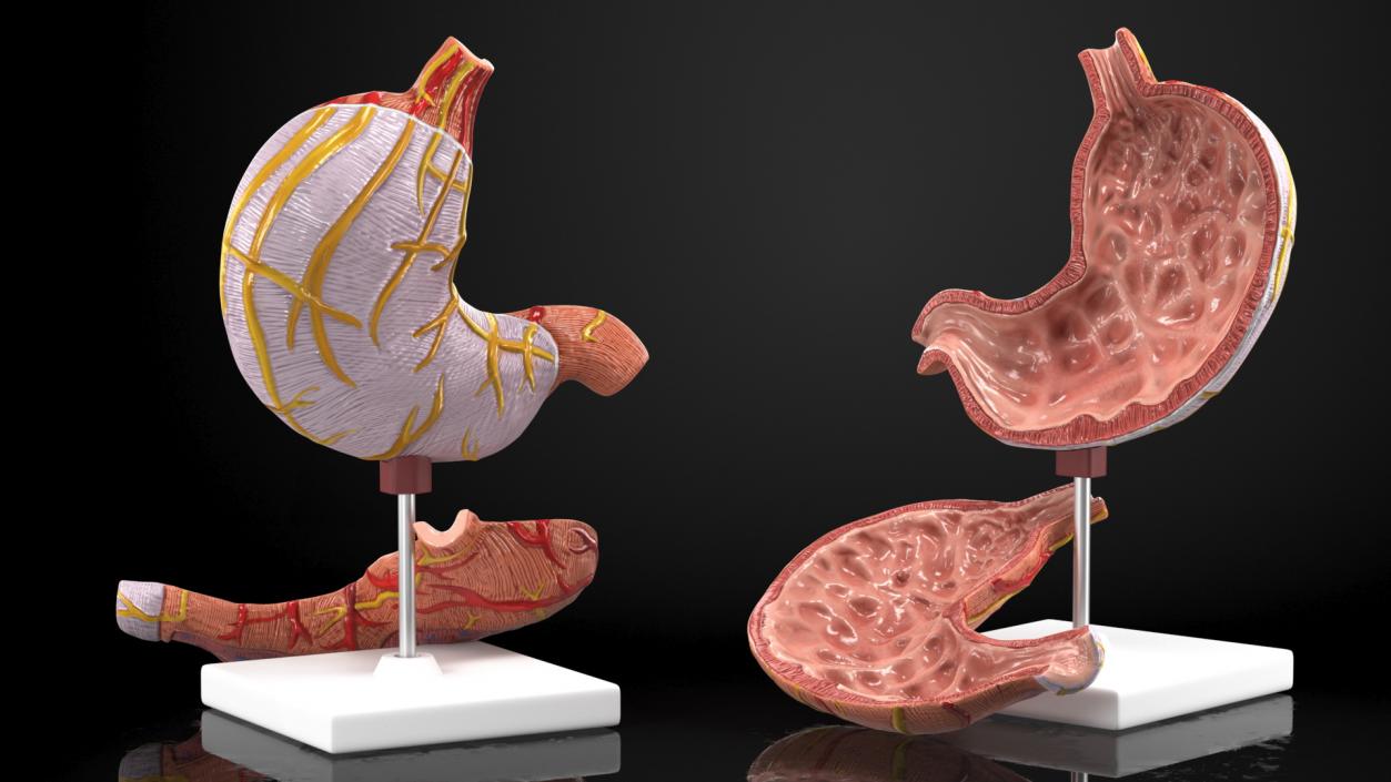 Stomach Medical Model Slice 3D