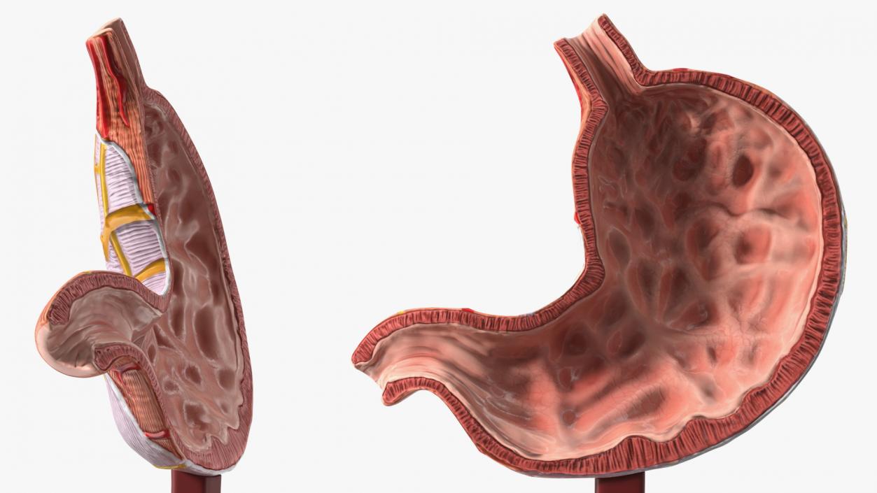 Stomach Medical Model Slice 3D