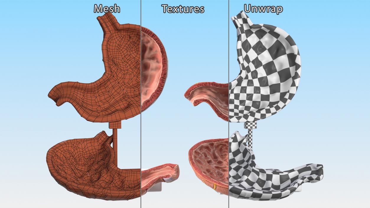 Stomach Medical Model Slice 3D