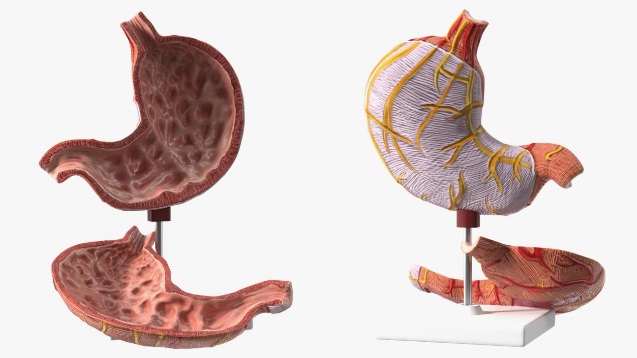 Stomach Medical Model Slice 3D