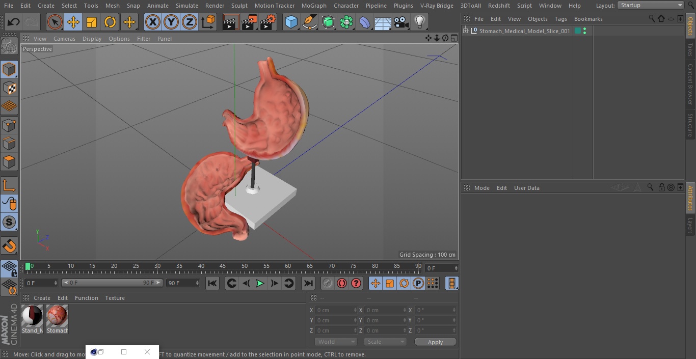 Stomach Medical Model Slice 3D