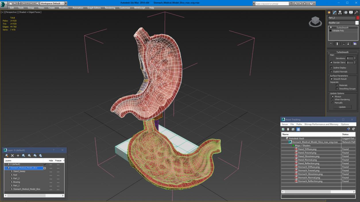 Stomach Medical Model Slice 3D