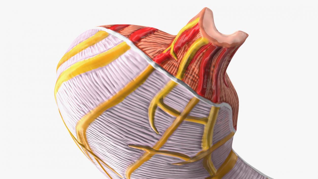 Stomach Medical Model Slice 3D