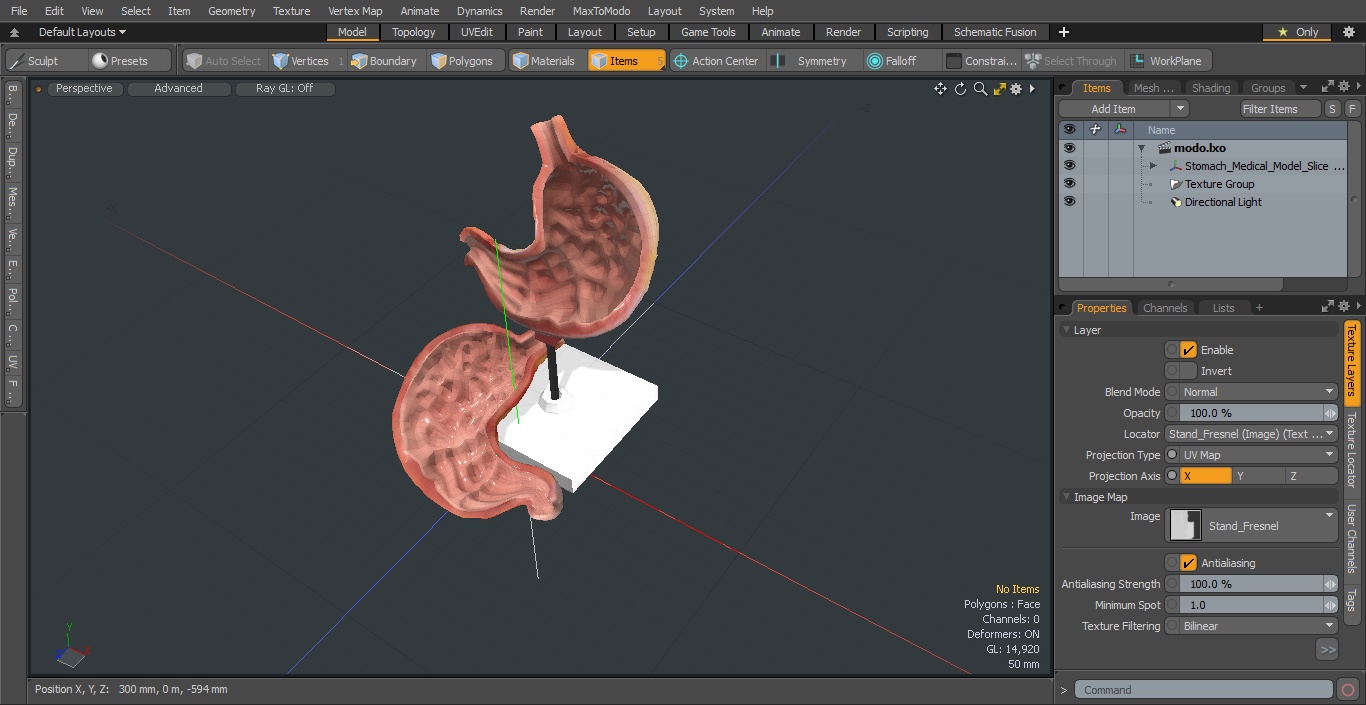 Stomach Medical Model Slice 3D