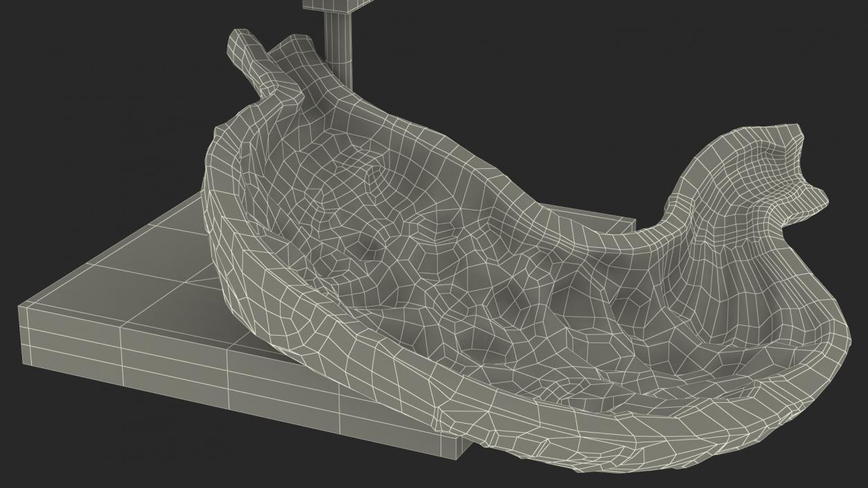 Stomach Medical Model Slice 3D