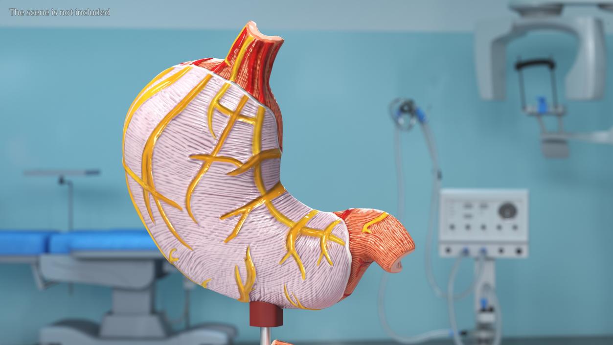 Stomach Medical Model Slice 3D