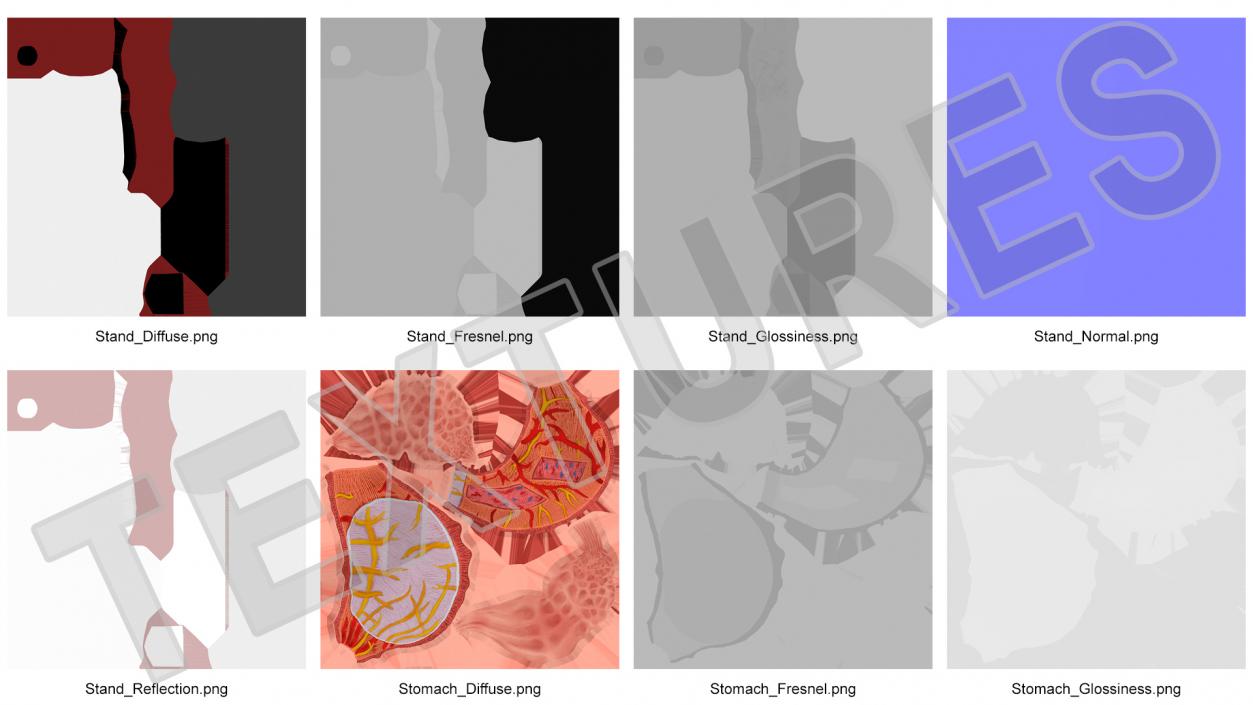 Stomach Medical Model Slice 3D