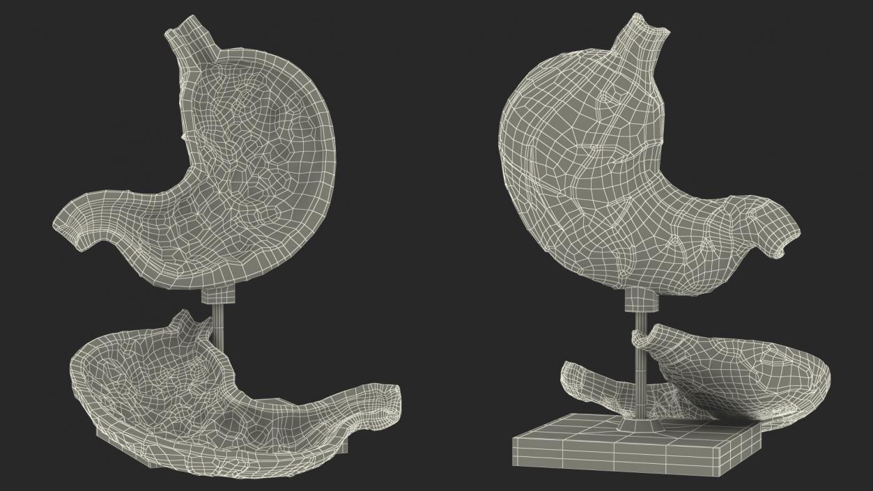 Stomach Medical Model Slice 3D