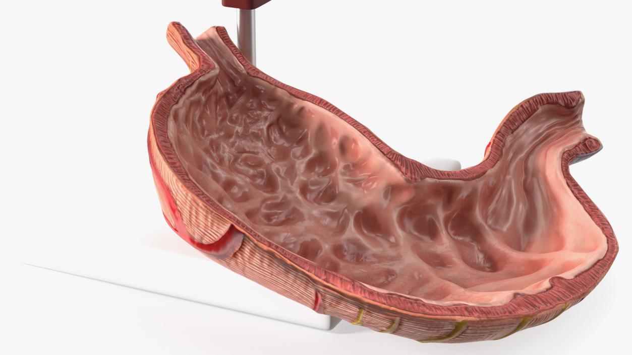 Stomach Medical Model Slice 3D