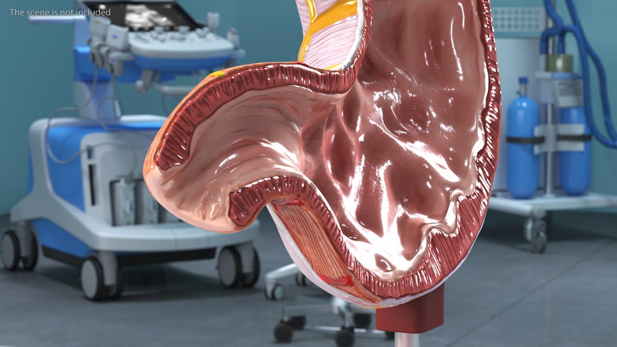 Stomach Medical Model Slice 3D