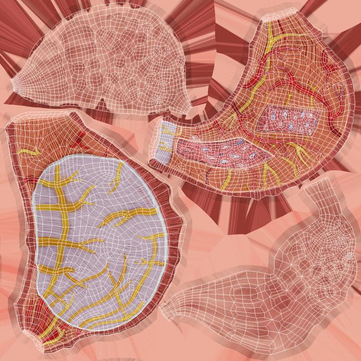 Stomach Medical Model Slice 3D