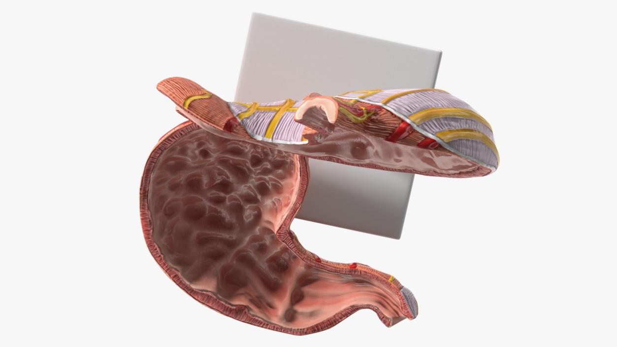 Stomach Medical Model Slice 3D