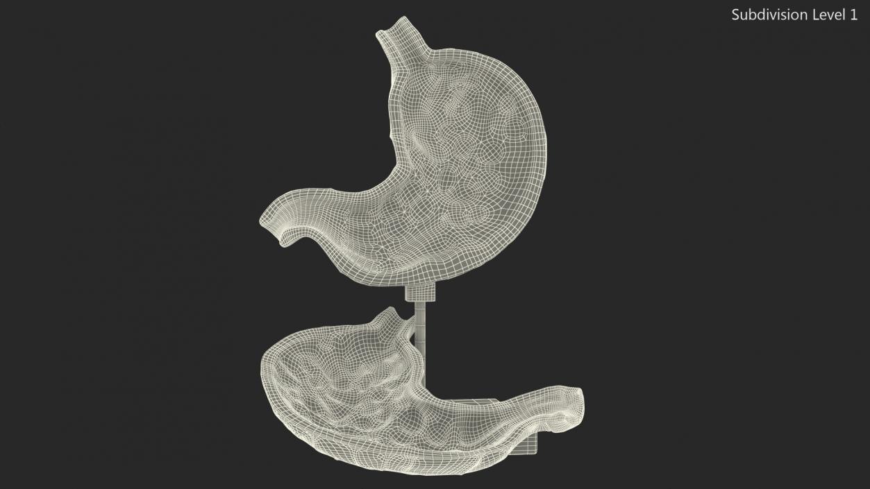 Stomach Medical Model Slice 3D