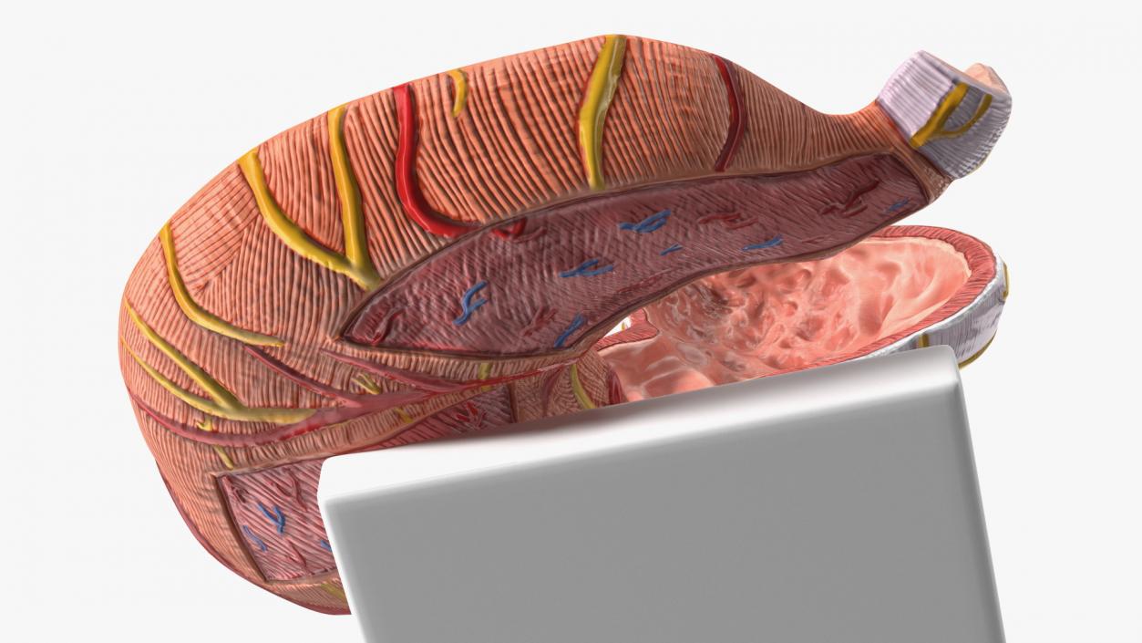 Stomach Medical Model Slice 3D