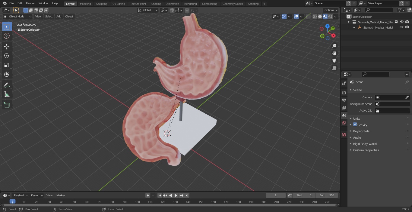 Stomach Medical Model Slice 3D