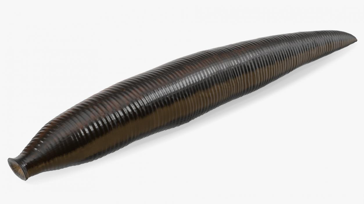 3D model Medicinal Leech