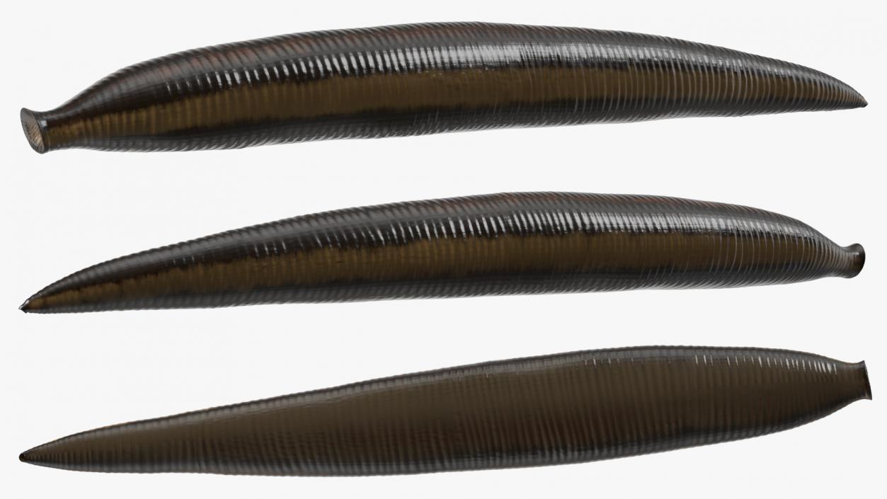 3D model Medicinal Leech