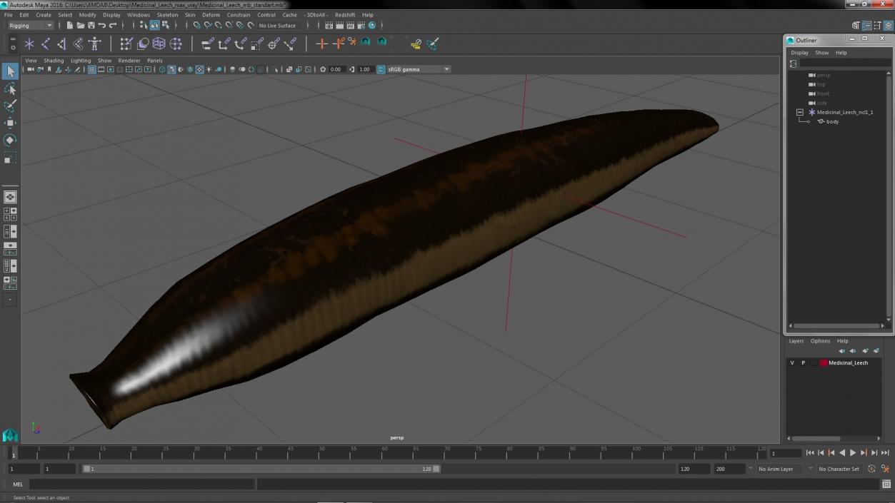 3D model Medicinal Leech