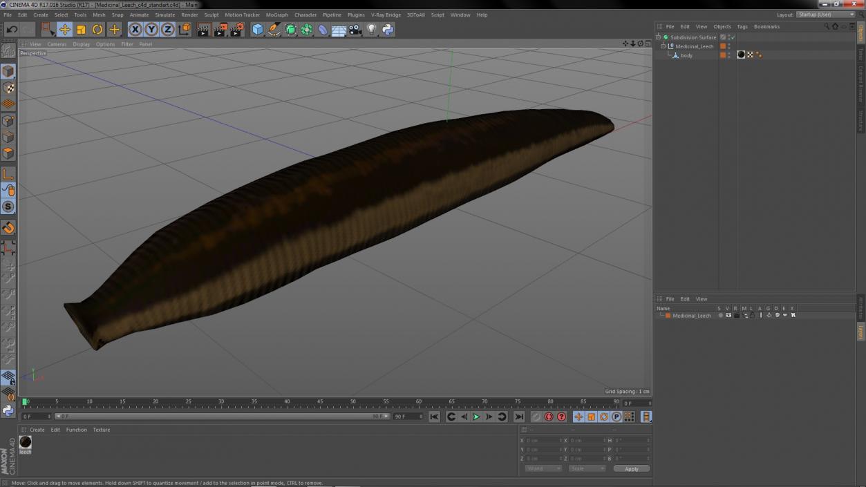 3D model Medicinal Leech