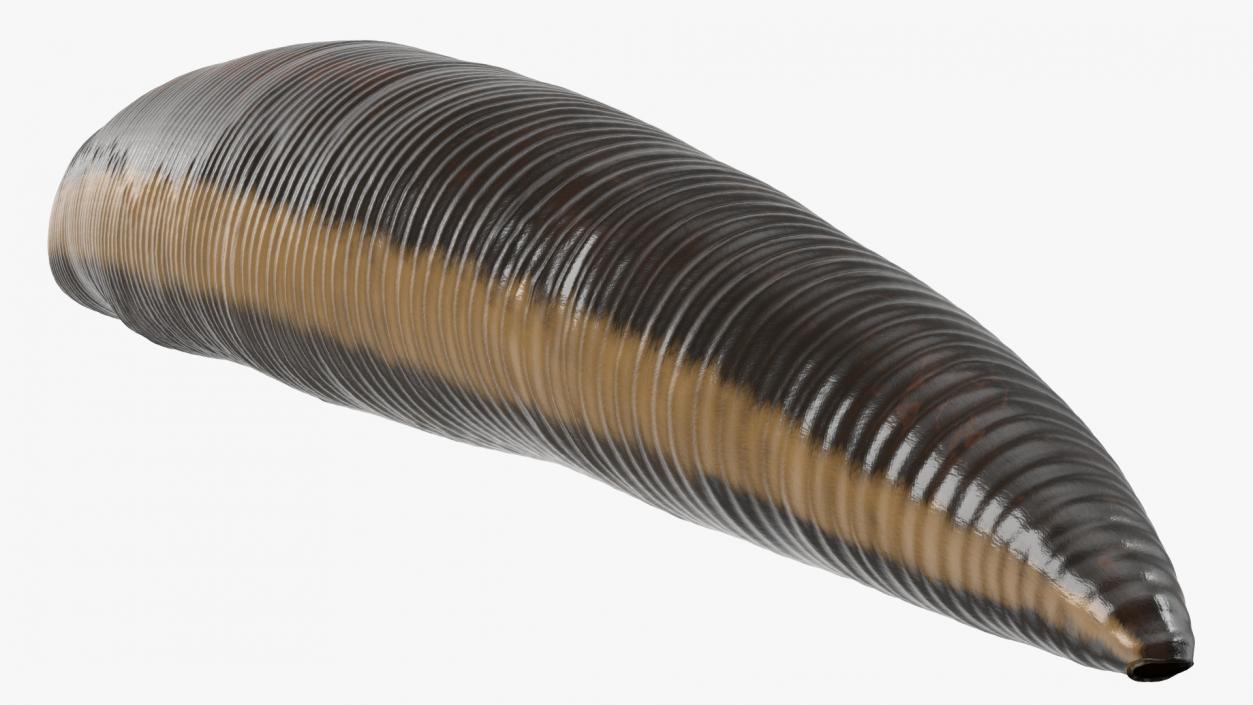 3D model Medicinal Leech