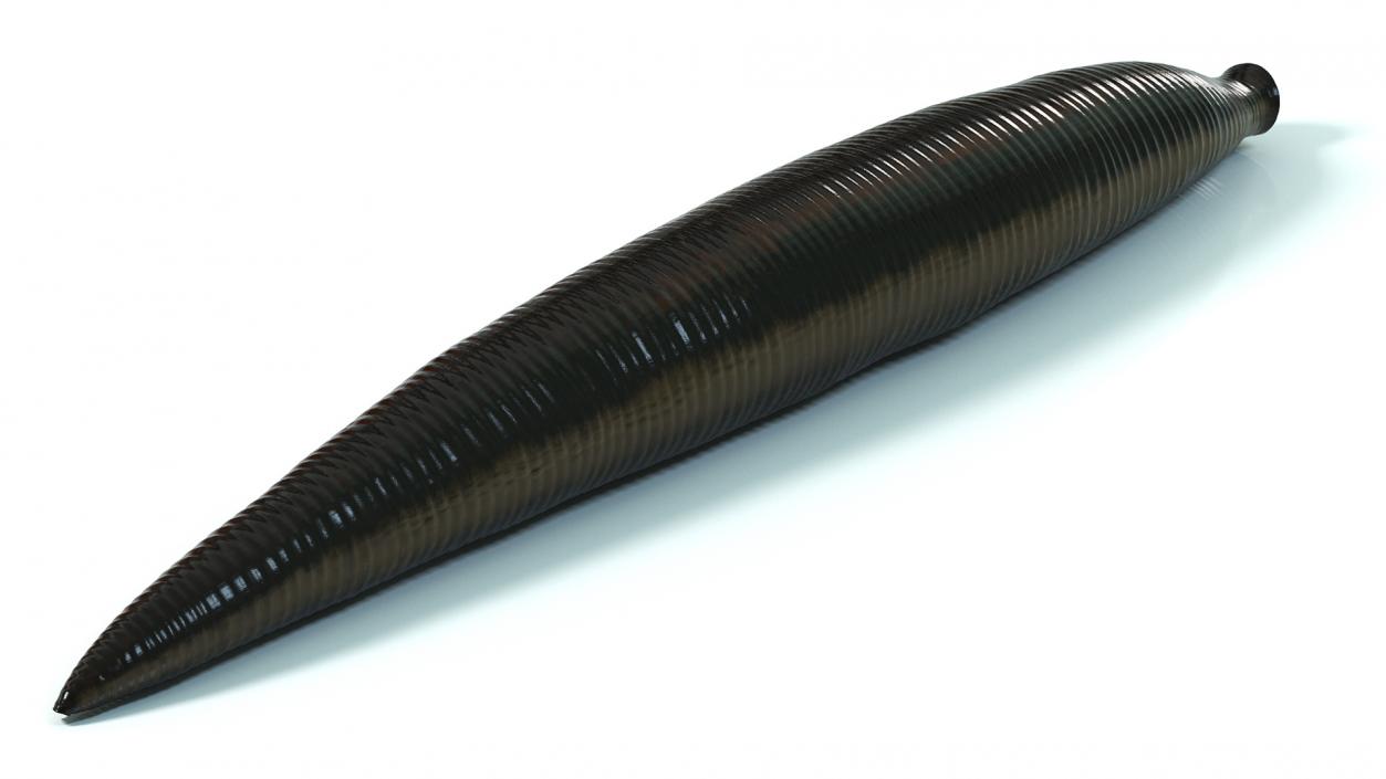 3D model Medicinal Leech