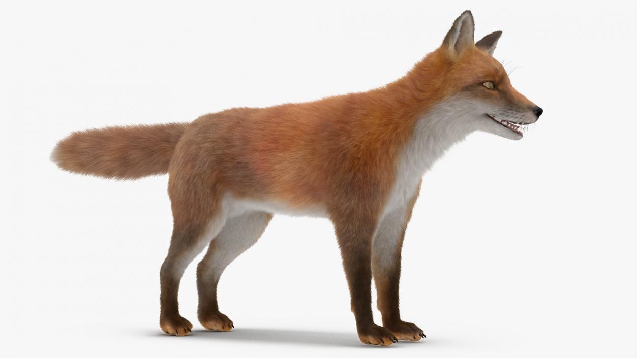 3D Red Fox Base Pose Fur