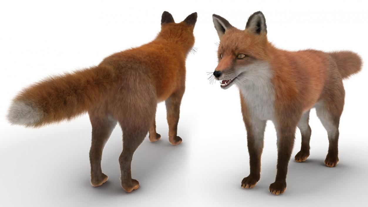 3D Red Fox Base Pose Fur