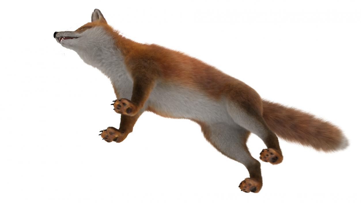 3D Red Fox Base Pose Fur