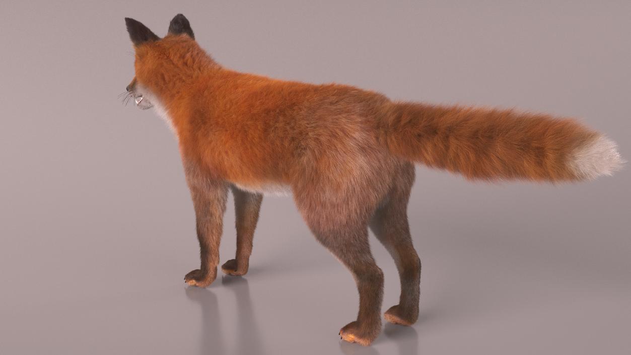 3D Red Fox Base Pose Fur