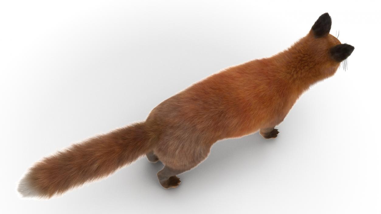 3D Red Fox Base Pose Fur