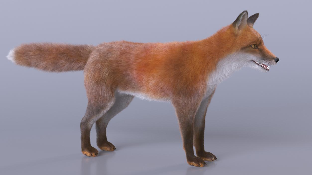 3D Red Fox Base Pose Fur