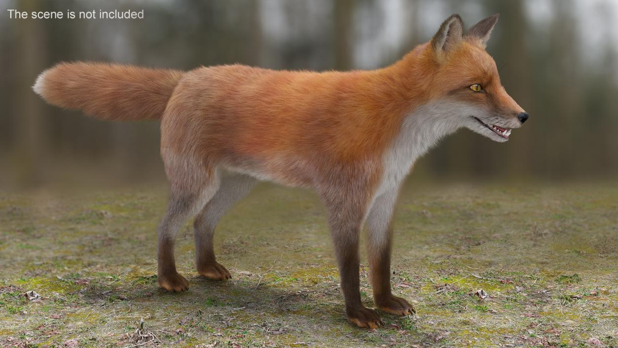 3D Red Fox Base Pose Fur