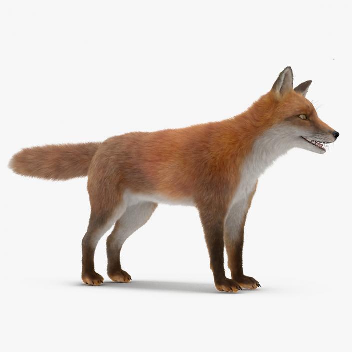 3D Red Fox Base Pose Fur