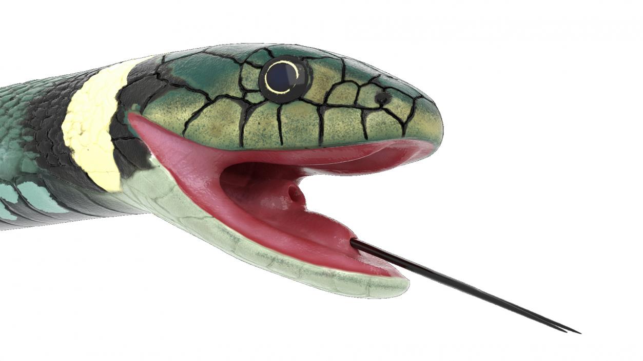 3D Eurasian Grass Snake Green 2 model