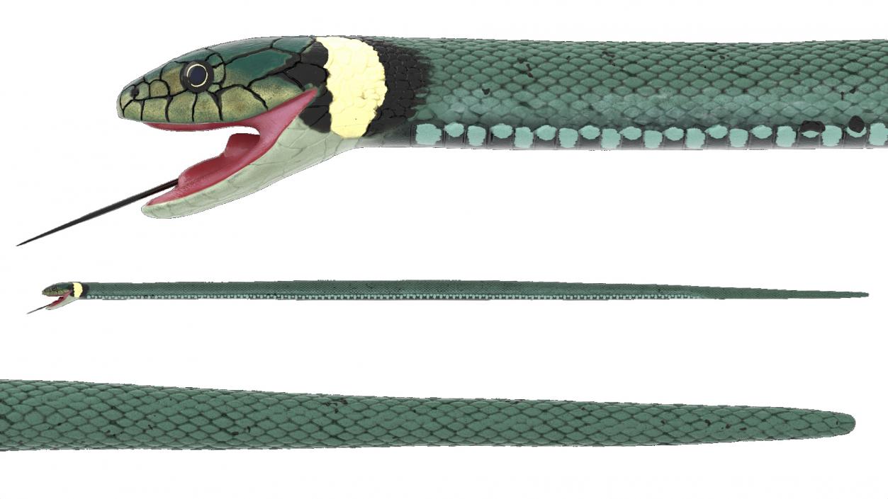 3D Eurasian Grass Snake Green 2 model